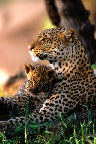 Manana's first Female Cub