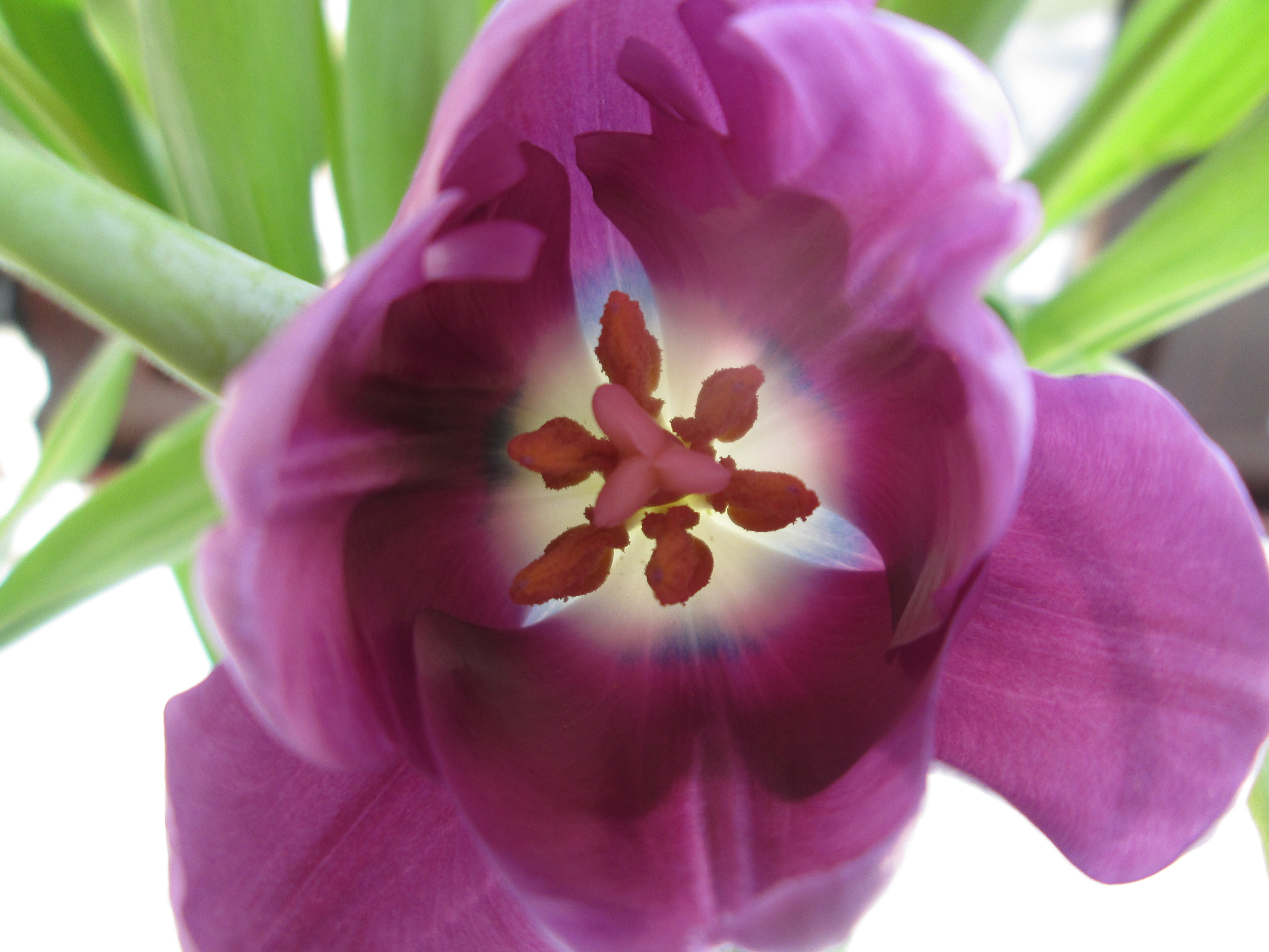 Purple tulip