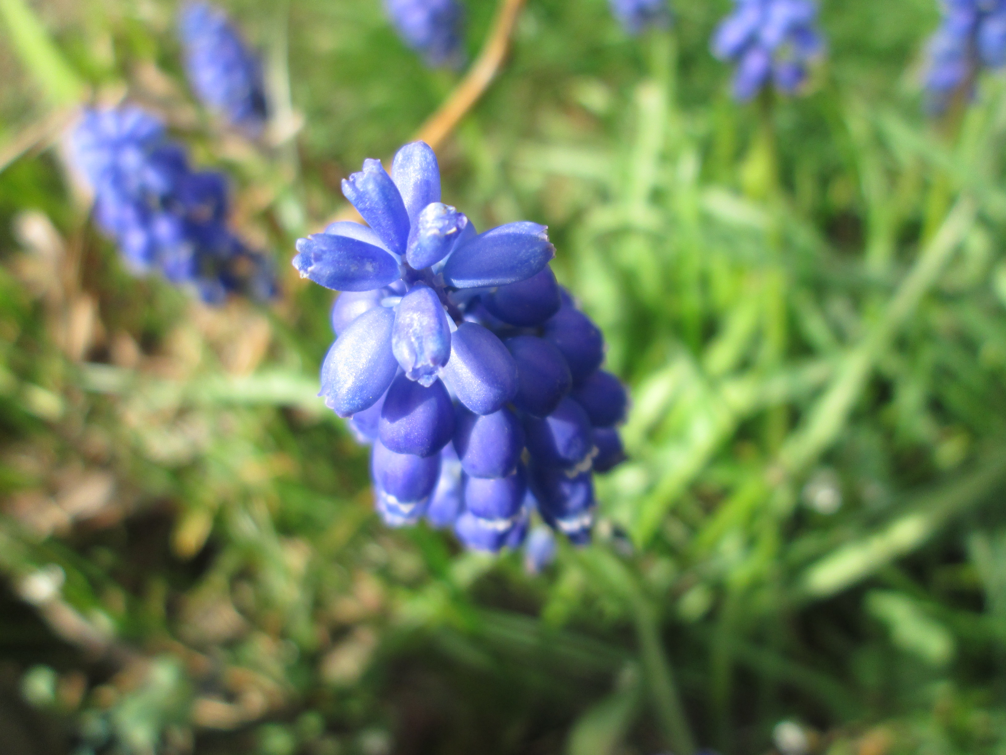 Blue flowers