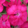 Pink flower close up