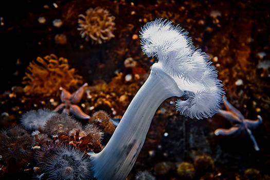 Animal - Sea anemones