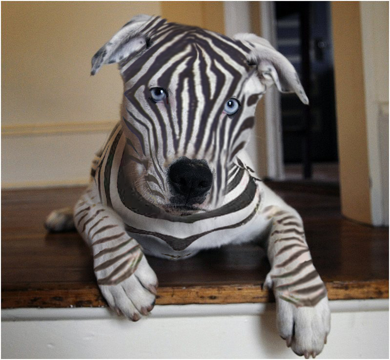 Zebra Dog