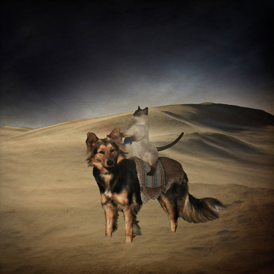 Write Riders Dog Dog Rider by CaptainScratch on DeviantArt