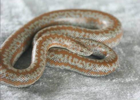 Coastal Rosy Boa