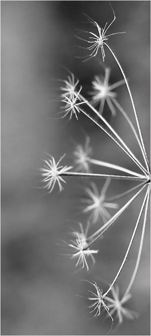 Antinomi Deviantart