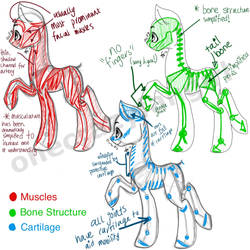 Pony Anatomy