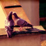 Pigeons In Love