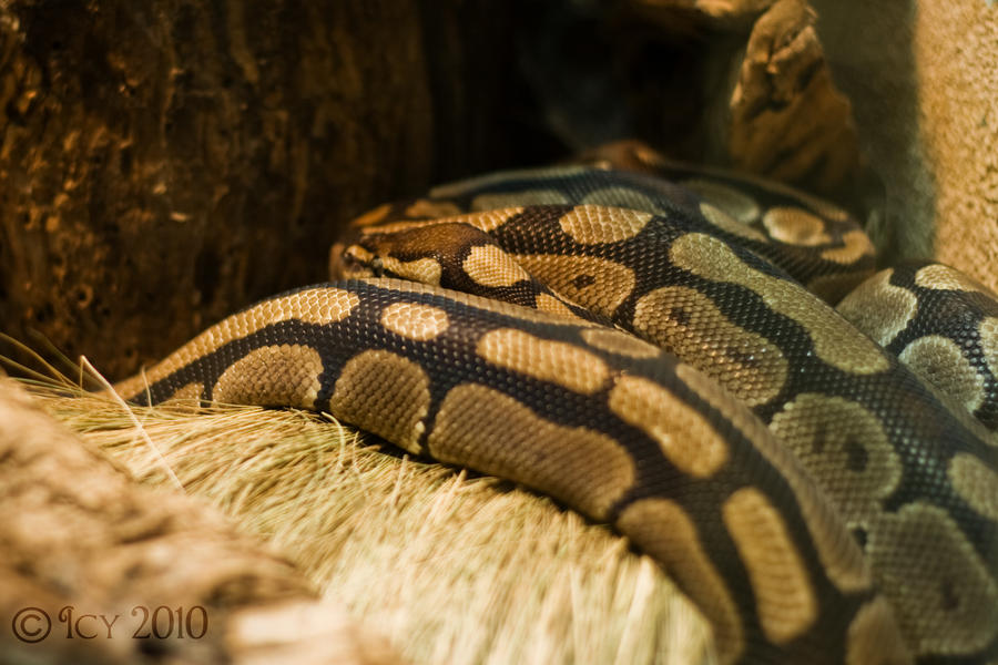 Royal Pythons by IcyCobweb on DeviantArt
