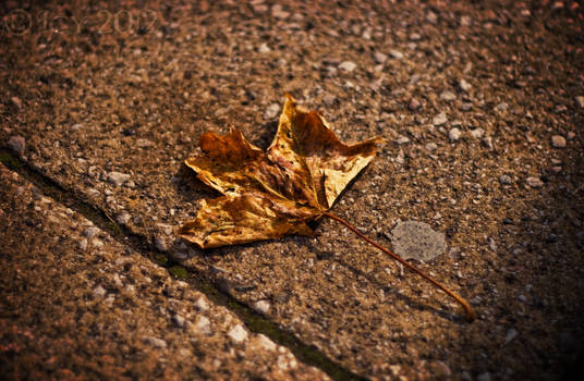 Lost Leaf