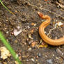 Baby Brown Snake