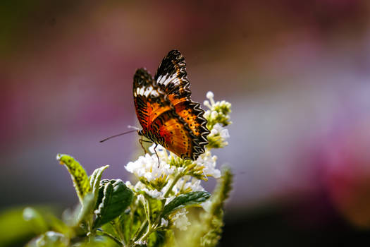 Butterfly Resting on Flower