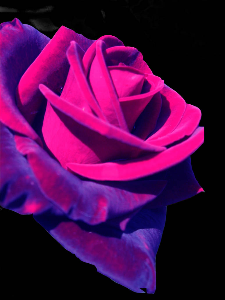 Alien rose? by abanndona on DeviantArt