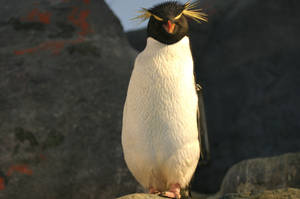 Pingu