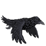 Giant raven flying