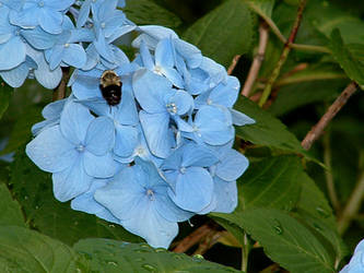 blue Bee