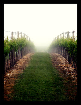 a vineyard row