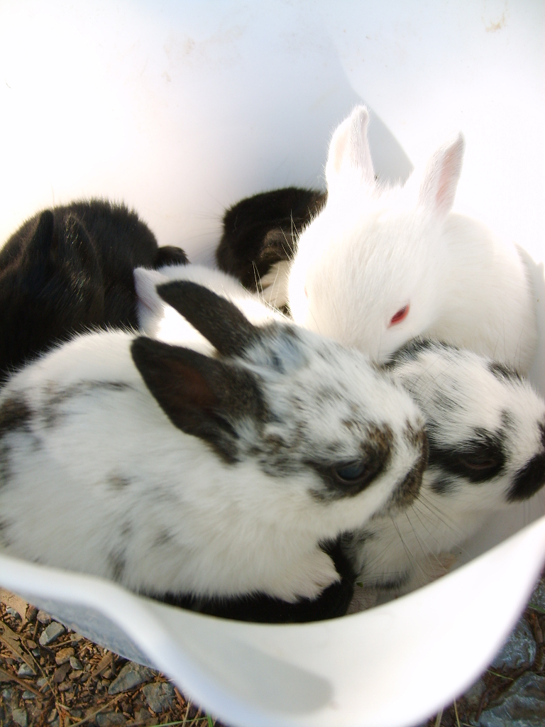 bucket bunnies