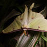 Luna Moth