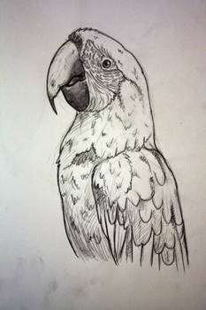 Macaw