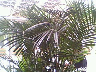 Planta