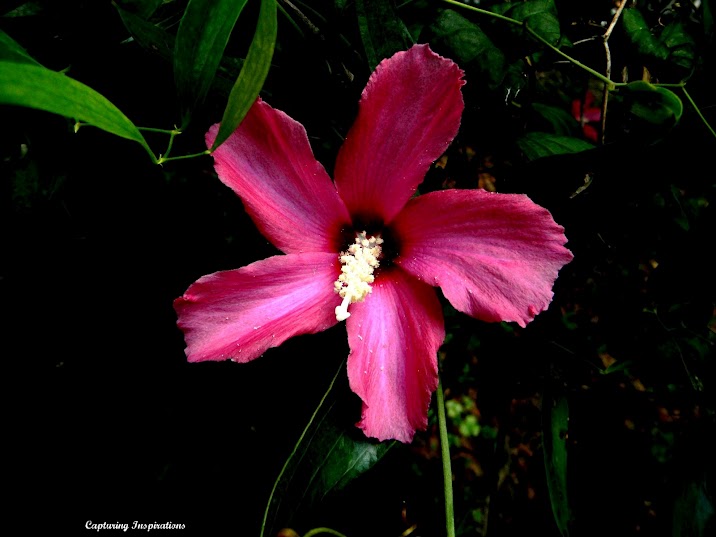 An Odd Pink Flower