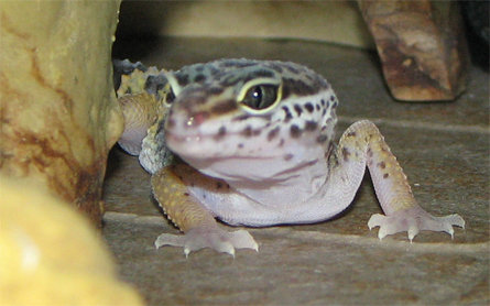 Gecko Profile