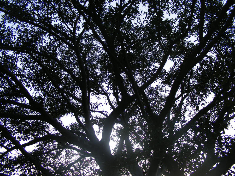 Colima Tree arbol colima by eventualcolima on DeviantArt