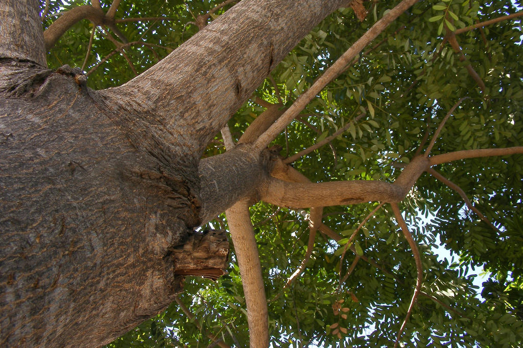 Colima Tree arbol de colima 03 by eventualcolima on DeviantArt