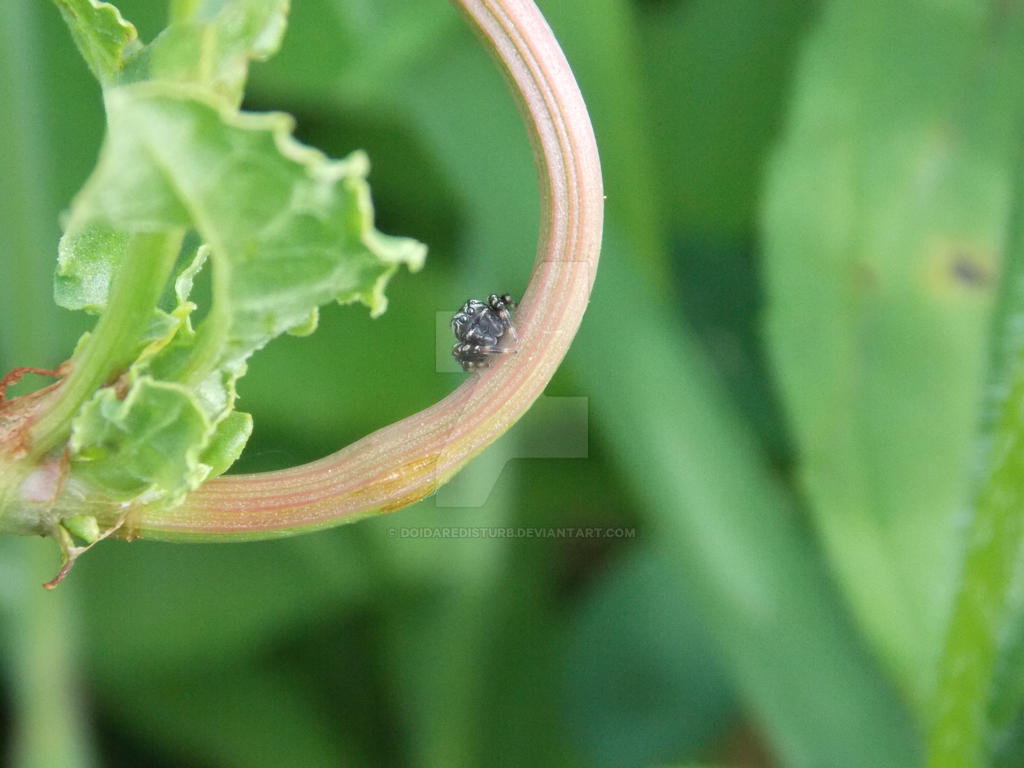 Angry Itsy Bitsy Spider