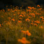 Project 365 - #093 - Golden hour golden flowers 2