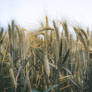 Project 365 - #333 - Waving farmlands