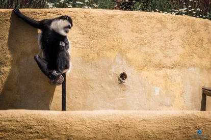 Meet the Colobus Monkeys!