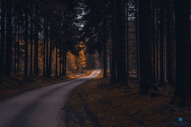 Road through a golden forest