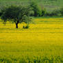 Yellow field