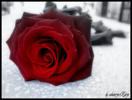 under the rose..