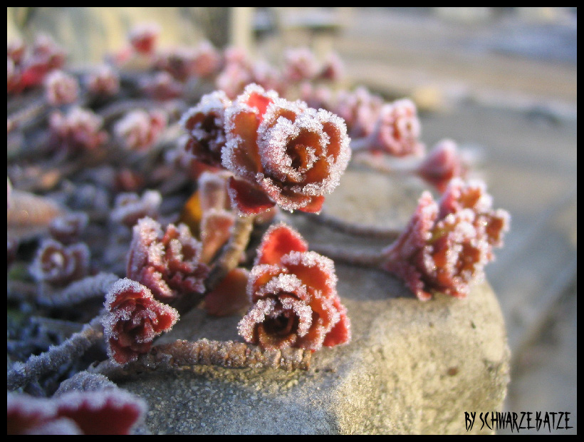 ice flowers..