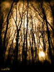 der dunkle Wald... by schwarzeKatze18