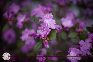 Stop and smell the flowers