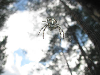 Spider