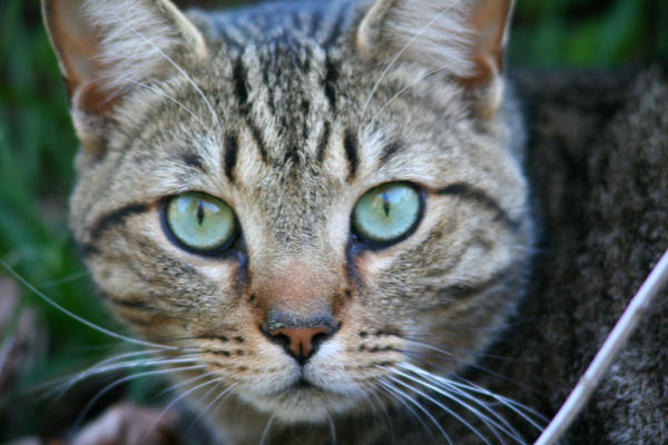 Ringo by The-Yellow-Ranger on DeviantArt