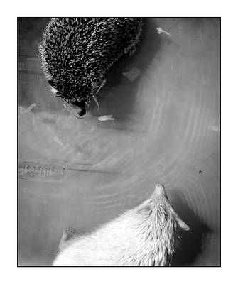 Yin Yang Hedgehogs by lancephoto