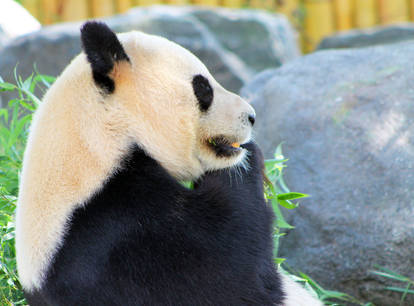 Giant Panda Eating