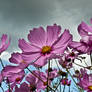 The invading Cosmos flowers