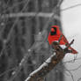 Cardinal in Snow Normal by Craig Ferguson