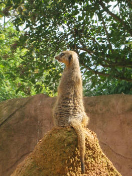 meerkat 1