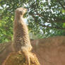 meerkat 2