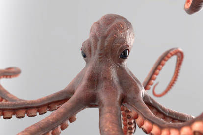 Octopuss WIP2