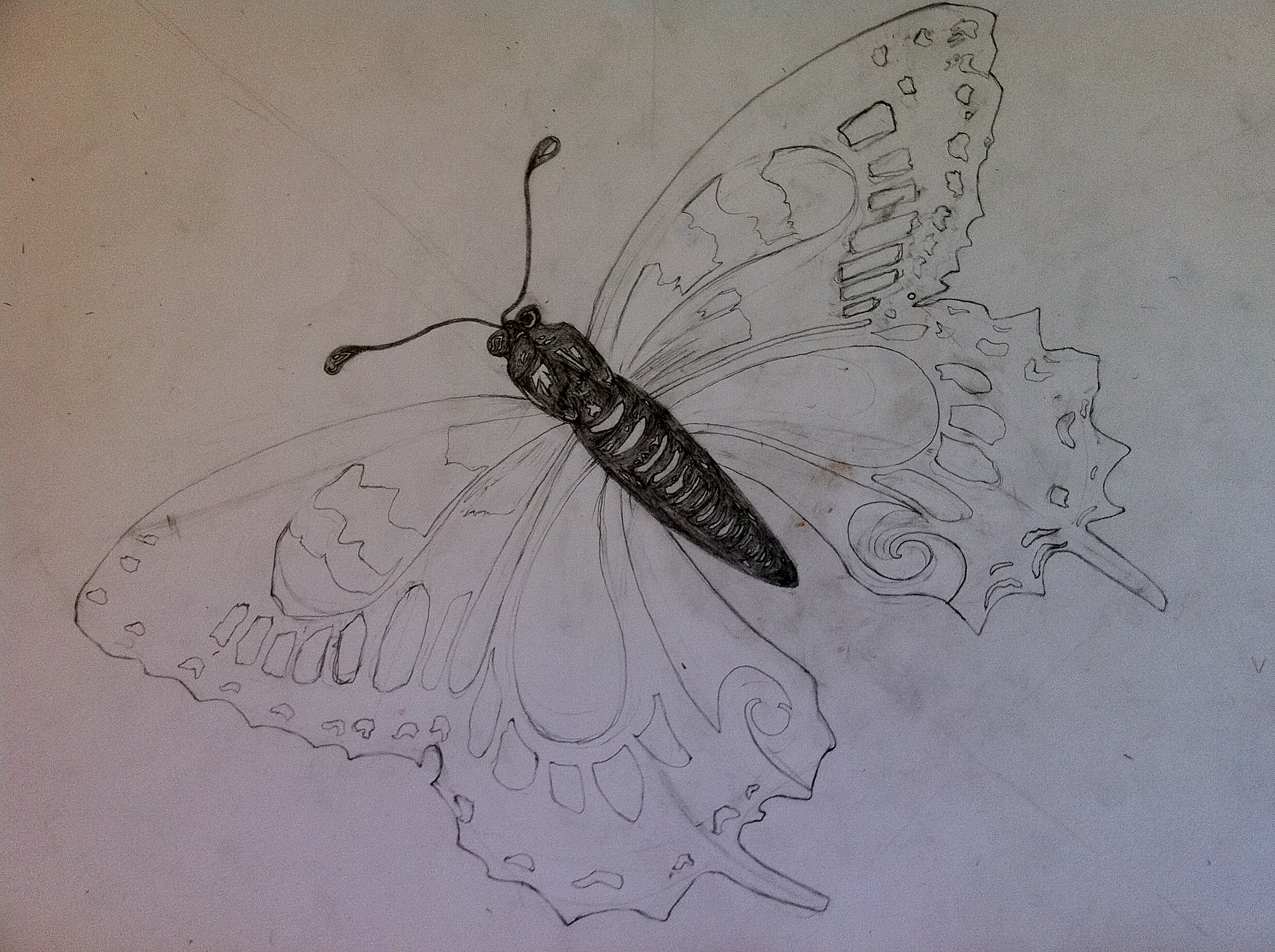 Butterfly Sketch - 1