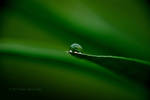 green drop art3 by dini25