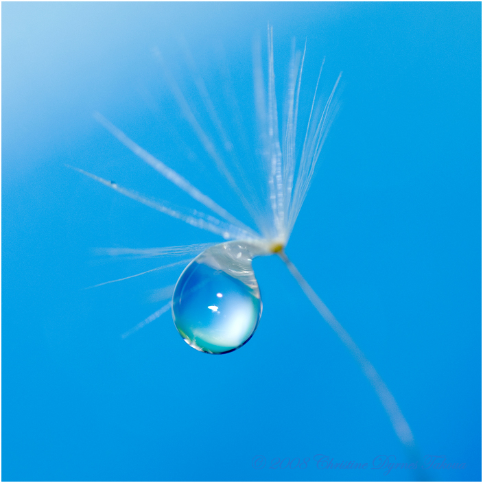 dandelion blue drop 3